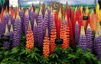 Lupins