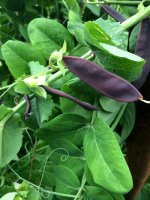 Black runner beans