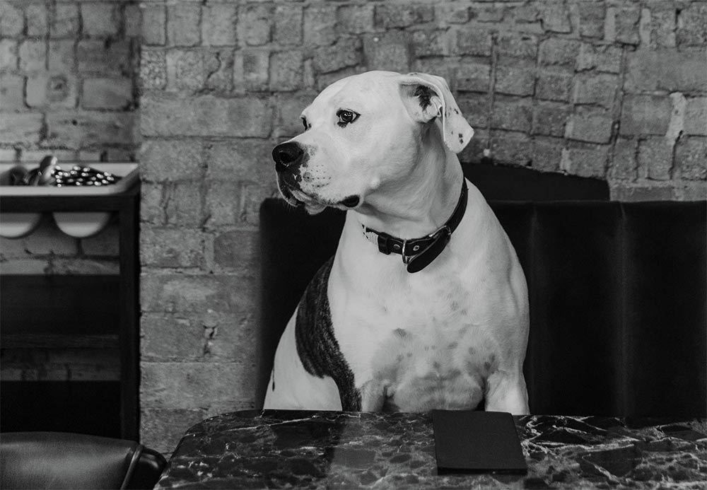 the-best-dog-friendly-restaurants-in-london-hot-dinners