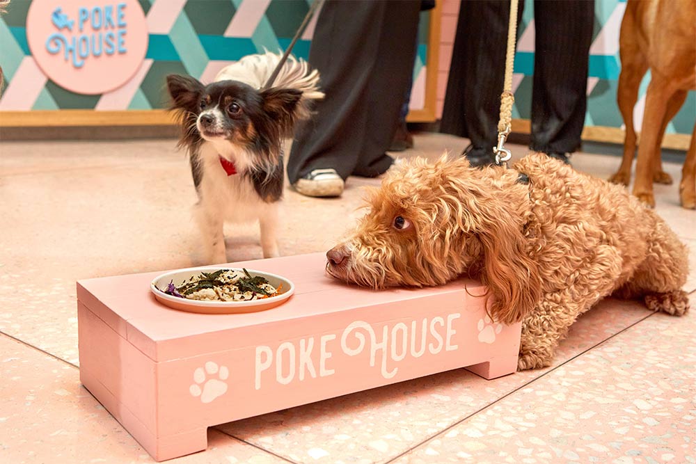 london's best dog-friendly restaurants