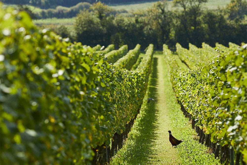 vineyards near london